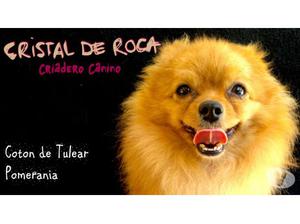 ::CACHORROS POMERANIAS EXCLENTES::