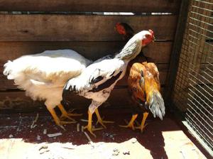 Gallo de campo criado en casa. Mansitos