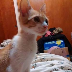 Gatitos En Adopción, Regalo