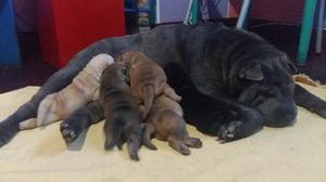 Shar Pei cachorros!! Tarjetas!!