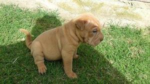 shar peis machos y hembras