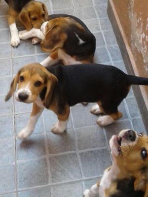 CACHORROS BEAGLES TRICOLOR