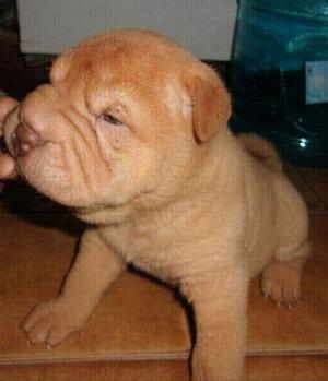 Cachorros shar pei