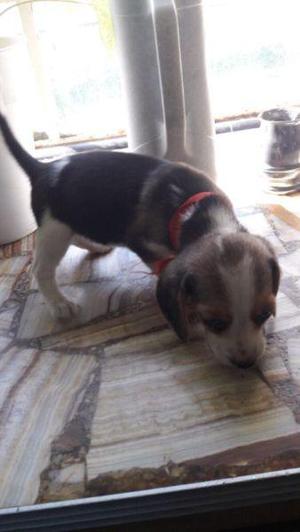 Hermosa Cachorrita Beagle