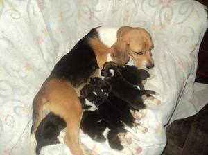 VENDO CACHORROS BEAGLE