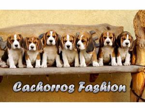beagle cachorros tri color hembritas y machitos 1566709347