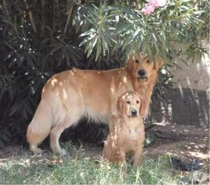 GOLDEN BUSCA NOVIA