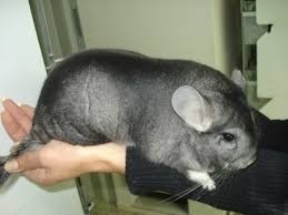 Chinchillas Para Mascota