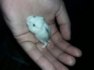 Hamster Rusos !!