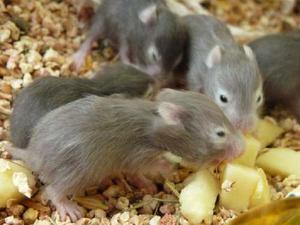Hamsters Sirios Por Mayor Y Por Menor En Parejas