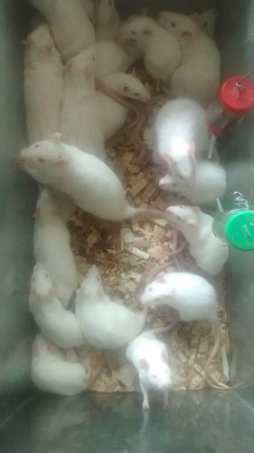Ratas Del Laboratorio
