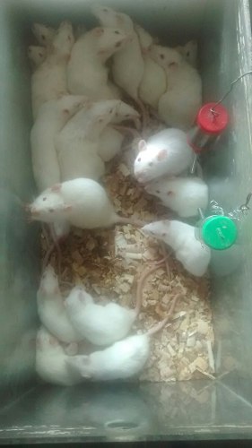 Ratas Del Laboratorio Oferta!