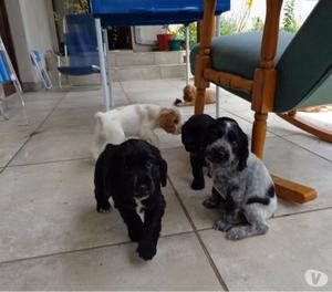 hermosos cachorros Cocker Spaniel Inglés