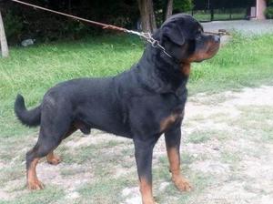 Cachorros Rottweiler Padre Con Papeles De F.c.a. Hembras