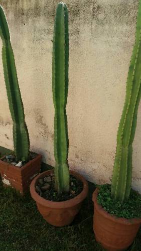 Cactus Grandes Cereus De Mas De 1 70 De Altura Con Macetas