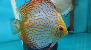 Discus Red Map 4-5cm