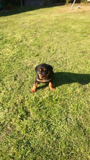 rottweiler cachorros rotawailer puros