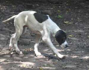 Pointer inglés hembra adulta y cachorros machos