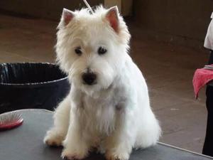 Westy...West highland white terrier.. westie. Con pedigree