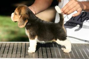 Cachorras Beagles Disponibles Fca Pago Tarjeta
