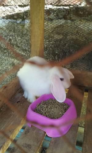 Hembras Holland Lop Blancas Ojos Celestes