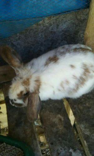 Hembras Reproductoras Holland Lop