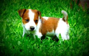 Jack Russell Cachorros