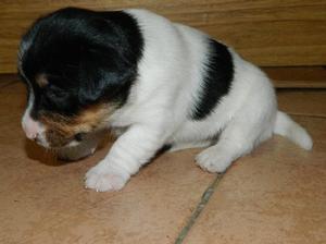 Jack Russell Ultima Hembra disponible