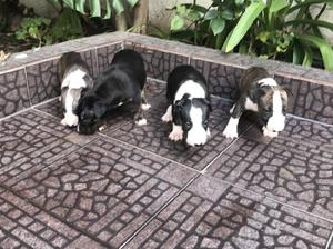 Cachorros bull terrier