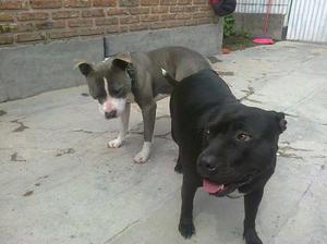 Hermosos Cachorros American Pit Bull Terrier Puros