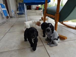 Se venden cachorros de raza Cocker Spaniel Inglés