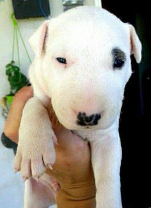 VENDO CACHORROS BULL TERRIER