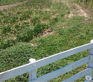 Vendo o permutó Campo en salta agrícola