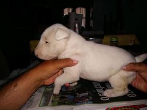 cachorros bull terrier