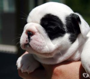 !!!BULLDOG FRANCES CACHORROS!!! HERMOSOS APROVECHE!!!!