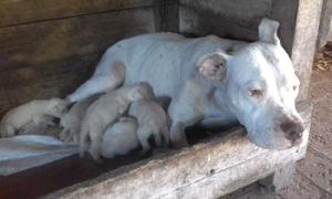 Cachorro Dogo Argentino