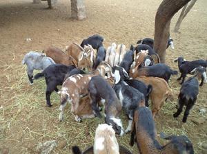 Venta cabras anglo nubian