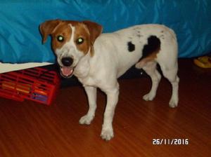 jack russell de 9 meses