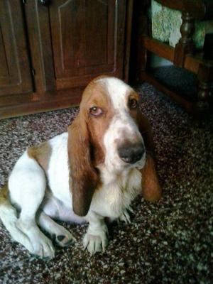 BASSET HOUND, PRECIOSOS.