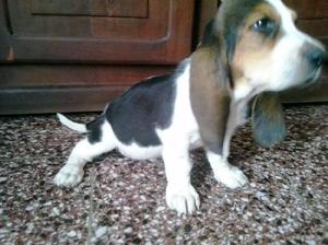 Basset hound precioso.