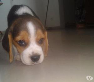 Cachorros Beagle con papeles