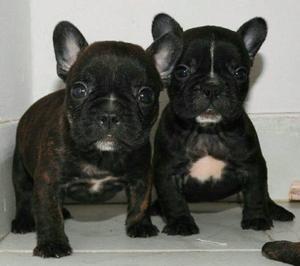 Cachorros de Bulldog Francés