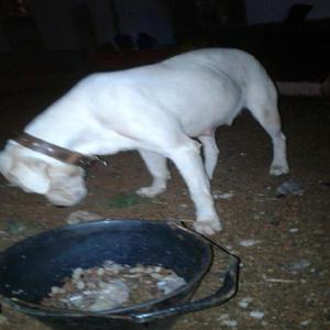 Dogos Argentino. Estan por Nacer