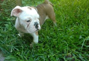 Hermoso Cachorro Bulldog Inglés A La Venta