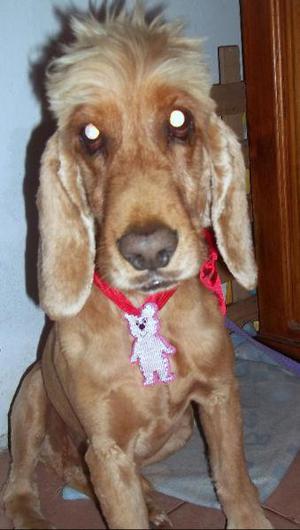 PROTEJA A SUS MASCOTAS Y A SUS SERES QUERIDOS, USE