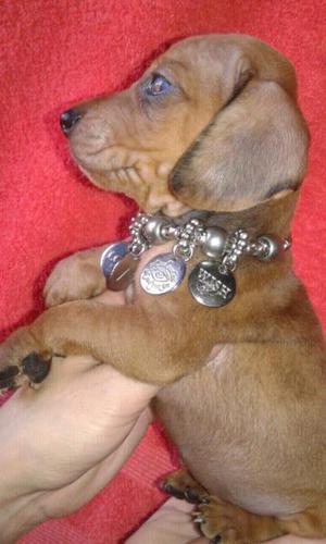 Salchichas dachshund hembritas