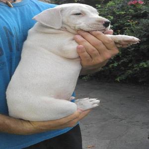 Vendo Cachorro Dogo Argentino Macho