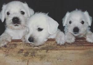 Vendo Cachorros Mini Schnauzer Blanco
