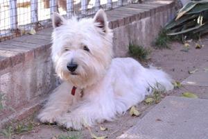 West Highland White Terrier (Westy) - Servicio de Monta