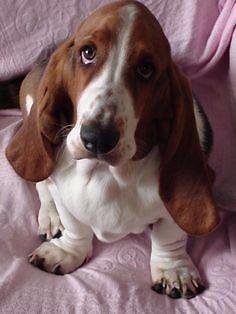 cachorro basset hound